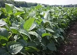 Американська соя йде на біопаливо: USDA переглянуло прогноз експорту