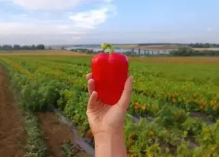 На Вінниччині планують створити кластер з вирощування та переробки перцю