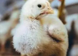 Птахокомплекс на Харківщині отримає державний грант на відновлення