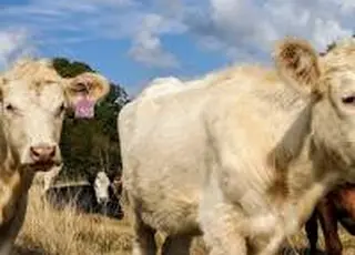 Молочні ферми готуються до стандартів ЄС: ВАР провела галузевий вебінар