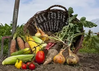 На Кіровоградщині збирають ґрунтові овочі