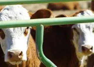 "Українська молочна компанія" у 2026р. розпочне будівництво на Київщині роботизованої молочної ферми