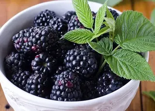 На Тернопільщині ветеран заклав плантацію ожини