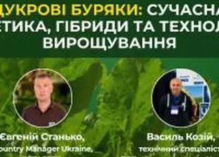 Цукрові буряки: сучасна генетика, гібриди та технології вирощування