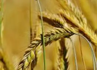 Україна буде розвивати продовольчі хаби на Близькому Сході – Денис Башлик