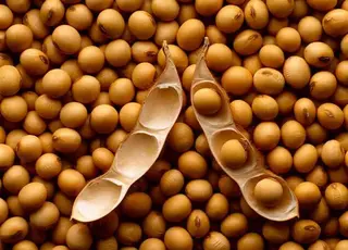 Між переробниками та експортерами посилилась конкуренція за сою