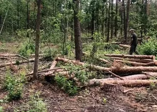 На Житомирщині екологи виграли суд у справі про незаконну порубку лісу на 15 млн грн