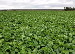 Рішення для захисту врожаю від весняних стресів