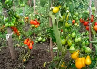 Як доглядати за помідорами в серпні для отримання рясного врожаю