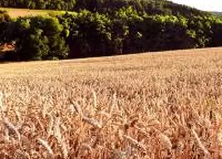 Морози та льодова кірка пошкодили 30% озимих на Кіровоградщині