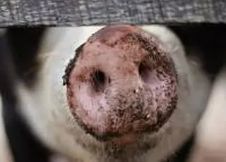 Січневий імпорт свинини в Україну перевищив торішній у 10 разів