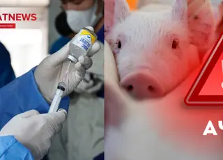 Світовий прецедент: В’єтнам офіційно довів ефективність вакцини від АЧС