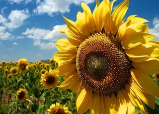 Погодні умови та війна знизили потенціал соняшникової галузі України