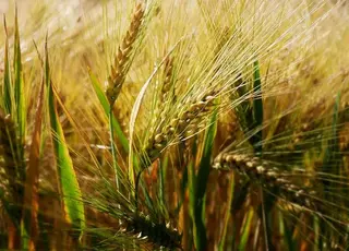 У портах України знижуються ціни на фуражний ячмінь