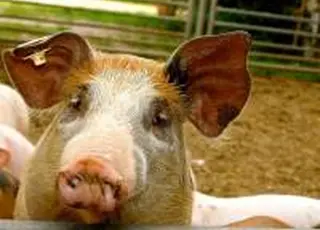 KSG Agro за 9 місяців 2025 р. збільшив операційний прибуток на 68%