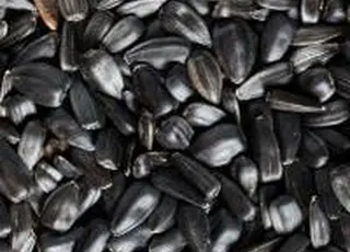 Ціни на соняшник можуть знизитися на 500–700 грн/т