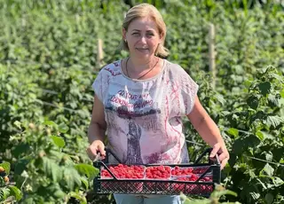 На Вінниччині вирощують малину замість картоплі