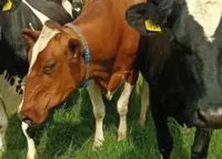 Рамадан і Китайський Новий рік підтримали зростання цін на молочні продукти на GDT