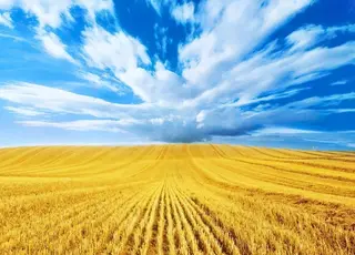 Названо основного споживача української пшениці