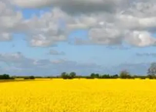 Україна встановила рекорд з переробки ріпаку: 250 тис. тонн у вересні