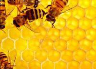 Канада дозволила імпорт з України бджіл