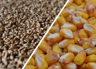 Стало відомо, як змінилися ціни на кукурудзу та пшеницю