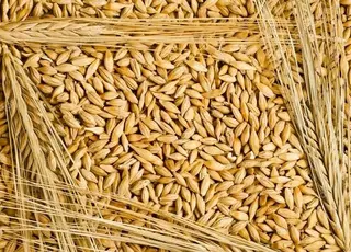 У портах України знижуються ціни на фуражний ячмінь