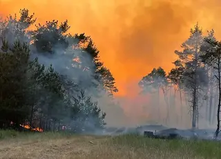 Масштабні лісові пожежі захистили врожай від літньої спеки: вчені здивовані