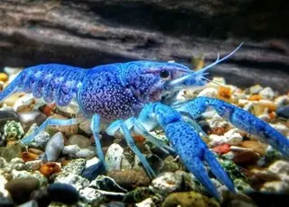 На Миколаївщині вирощують австралійських раків