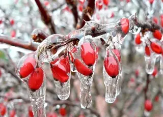 Фермер з Вінниччини поділився дієвим методом захисту саду від обмерзання