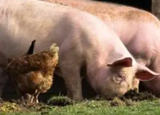 АЧС та сезонне падіння попиту стримують подальше зростання цін на свиней