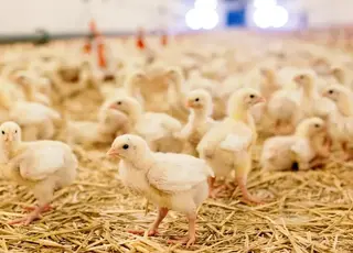 На Львівщині місцева птахоферма планує вирощувати понад мільйон курей