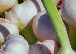 Український часник з внутрішнього ринку витісняє китайський експорт