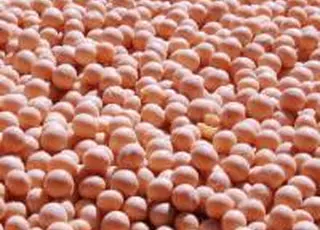 Виробники кормів попереджають про можливі збої у постачанні сої до ЄС