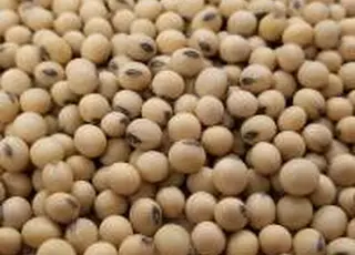 Ціни на сою продовжують укріплюватися