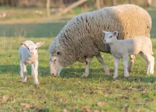 Вівчарство в Україні опинилося під загрозою