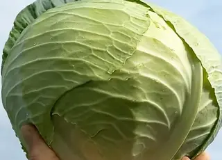 В Україні подорожчала капуста