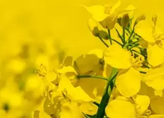 Зниження цін на ріпак і канолу: вплив ситуації на нафтовому ринку та погоди