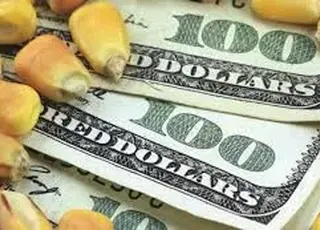 Кукурудза подорожчала до 213 доларів на фоні ескалації на Близькому Сході