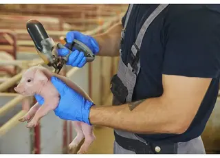 Скільки коштів втрачає українське свинарство від відмови від вакцинації свиней