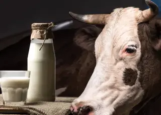 Прогнозують можливе подорожчання молочних продуктів