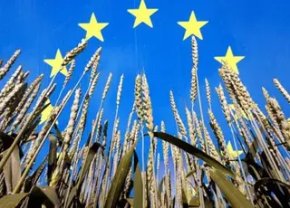 Виробництво пшениці в ЄС сягне рекорду, а ячменю — максимуму за 17 років