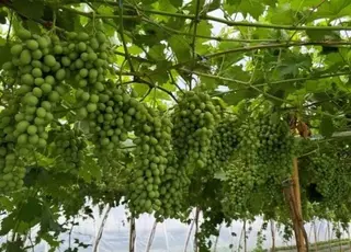 Українські фермери дедалі частіше вирощують виноград у теплицях