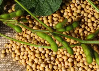 В Україні зросли ціни на сою