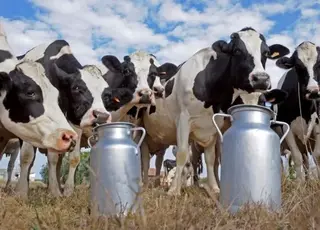 В Україні скоротилося виробництво молока