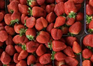 На початку травня у Тернополі з’явиться власна рання суниця