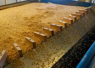 На Одещині виявлено факт несплати податків експортером сої