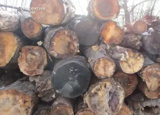 На Буковині викрито спробу незаконного експорту деревини до ЄС