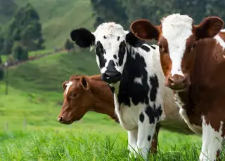 Україна наростила експорт ВРХ та яловичини