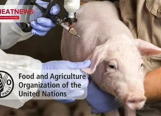 Прорив у боротьбі з АЧС: FAO визнала вакцинацію ефективним інструментом